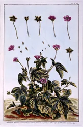 Bloeiende esdoorn of Indiase malva